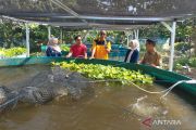 UIN Kudus-Ngramen Farm kembangkan agro pendidikan budidaya udang galah