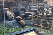 Baby panda Rio tampil perdana ke publik di Taman Safari Bogor