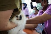 Realisasi vaksinasi hewan penular rabies di Jakbar capai 40,48 persen