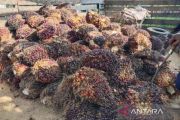 Indonesia introduces new palm oil export rules ahead of 2027 shift