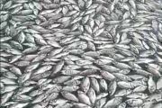 Ikan keramba jaring apung Danau Maninjau mati lima ton selama 2026