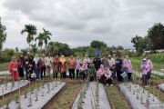 Petani Banyuasin adopsi teknologi "Proliga"-pemasaran digital cabai