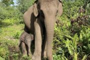 Populer, Kelahiran anak gajah di Riau -suhu Jakarta terasa lebih gerah