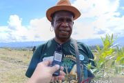 Pemprov Papua Pegunungan dorong program "Hijaukan Lembah" guna jaga lingkungan