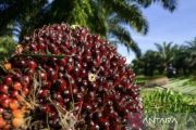 Harga TBS sawit petani Riau kembali baik jadi Rp3.674,93 per kg