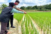 Kisah Sutarni jadi pelopor pertanian organik di PALI berkat program Pertamina Hulu Rokan