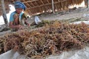 KONEKSI dorong hilirisasi rumput laut untuk ekonomi biru NTB