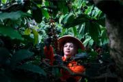 PTPN I Perkuat Rantai Pasok Kopi Global, Bidik Peningkatan Produktivitas dan Pasar Ekspor