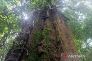Ecological repentance: Indonesia&rsquo;s call to heal nature