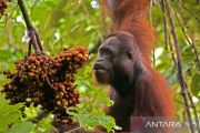 Indonesia sets aside 87,000 hectare for orangutan conservation