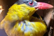 Karantina Lampung-KSKP Bakauheni selamatkan 807 burung dari perdagangan liar