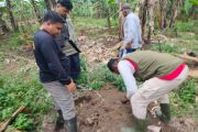 BKSDA Sumbar: Harimau yang ketemu warga di Agam merupakan induk &amp; anak