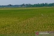 Cilacap tingkatkan indeks tanam untuk capai target produksi padi