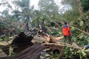 BPBD Padang kerjakan pohon tumbang yang hancurkan rumah warga