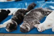 Tekan populasi, KPKP Jakbar sterilisasi ratusan kucing jantan lokal
