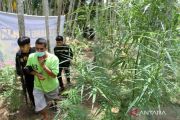 Polisi temukan dan musnahkan ladang ganja seluas dua hektare di Aceh Utara
