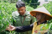 Bertahan di tengah tantangan, kelompok tani Asa Baru tumbuh lewat budidaya cabai