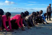 Polres Natuna lepasliarkan 100 tukik di Pulau Senoa
