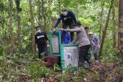 BOS-BKSDA kembalikan lima orang utan ke hutan Kalimantan