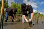 Telkomsel tanam sebanyak 2.000 mangrove perkuat mitigasi bencana di KabupatenDonggala