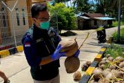 Pemkab Natuna perluas kebun kelapa di enam kecamatan