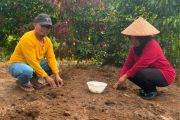Melihat Program Perhutanan Sosial Agroforestri di Rambahan Kuansing, hasilnya melebihi sawit