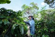 Rainforest Alliance gaungkan transisi menuju pertanian regeneratif