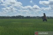 Tanjab Timur cetak sawah baru 520 hektare dukung swasembada