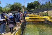 Pemkot : Batam mandiri ikan air tawar dari hasil produksi budidaya