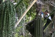 Peneliti BRIN: Tanaman seho berpotensi jadi sumber bioetanol nasional