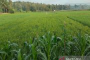 Pemkab Kulon Progo upayakan panen maksimal padi di tengah ancaman El Nino