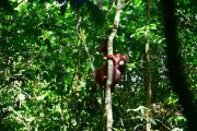 Kisah tiga orangutan kembali ke pelukan belantara Kalimantan