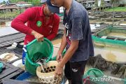 Metode keramba di Kaltim hasilkan produksi ikan melimpah