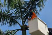 PLN imbau warga jaga jarak aman saat menebang pohon di dekat tiang listrik