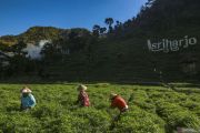 Petani ubah pola tanam hadapi musim kemarau