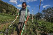Petani Sriharjo ubah pola tanam hadapi musim kemarau