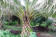 Pakar: Pemeliharaan-evaluasi penting untuk jaga produktivitas sawit