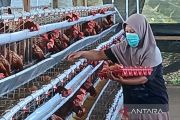Peternak minta pemerintah mengambil langkah atasi anjloknya harga telur