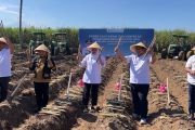 CPCL bongkar ratoon tebu Jatim capai 26.922 hektare