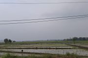Nilai tukar petani Lampung naik di Juni ditopang sektor hortikultura