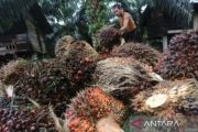 Potensi kerugian dari komoditas sawit perlu divalidasi secara independen