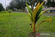 Petani di Natuna terima 38.500 bibit kelapa dari Kementan