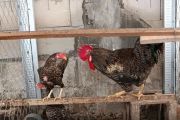UGM-BRIN mrngembangkan konsep budi daya ayam kampung petelur dan maggot