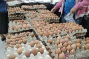 Peternak ayam petelur di Kabupaten Kudus masih bertahan di tengah anjloknya harga telur