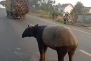 BKSDA masih dalami informasi terkait tapir disembelih warga