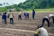 Dukung ketahanan pangan, Polres Kepulauan Anambas tanam jagung pipil di lahan 5.000 meter