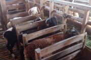 Tingkatkan populasi ternak domba dan kambing, Pemkab Lebak terapkan IB