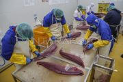Indonesia ships first frozen tuna loin export from Maluku to Thailand