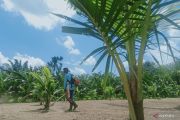 Penajam kembangkan kelapa genjah di pesisir