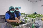 Satgas MBG sebut 91 dapur SPPG di daerah 3T Lampung dalam proses pembangunan